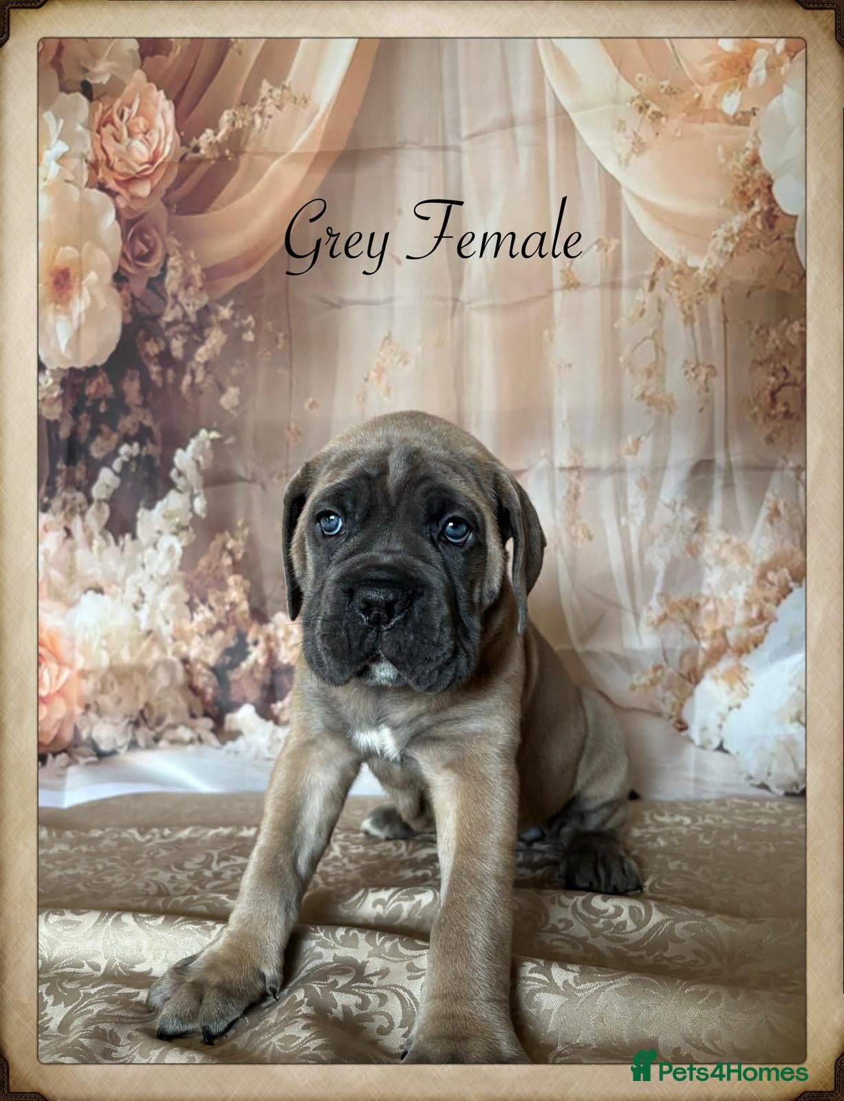 Cane Corso dogs  Female left 6 wks old Elite Formentino Cane Corse - Advert 1