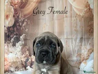 Cane Corso dogs Female left 6 wks old Elite Formentino Cane Corse - Advert 1
