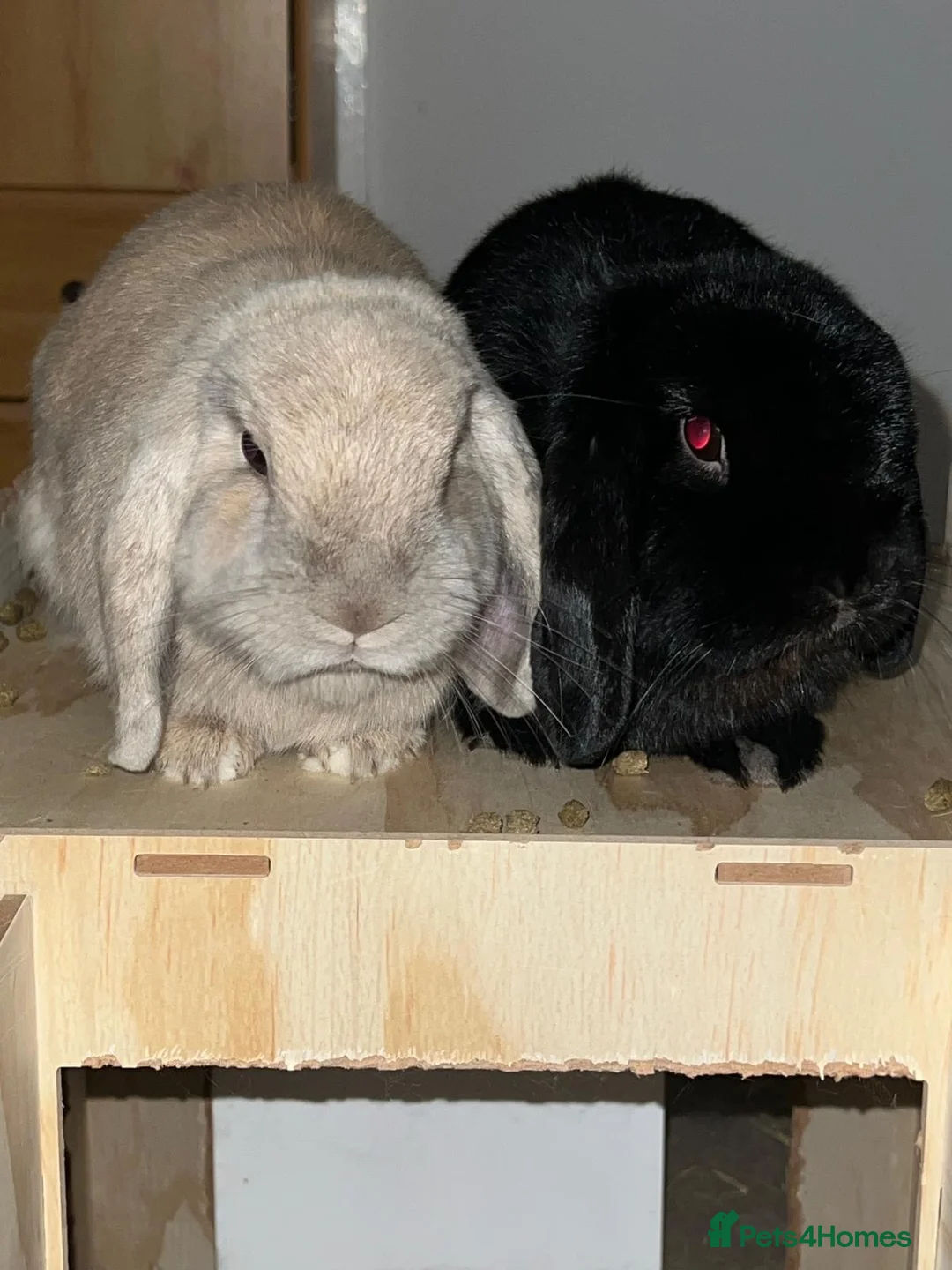 Dwarf Lop rabbits for sale: Paired Brown + Black 2yr old Dwarf Lop - Advert 2