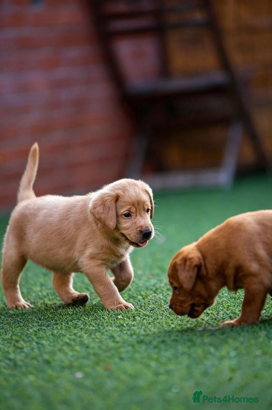 Labrador Retriever dogs Superb fully health tested fox reds  - Advert 1