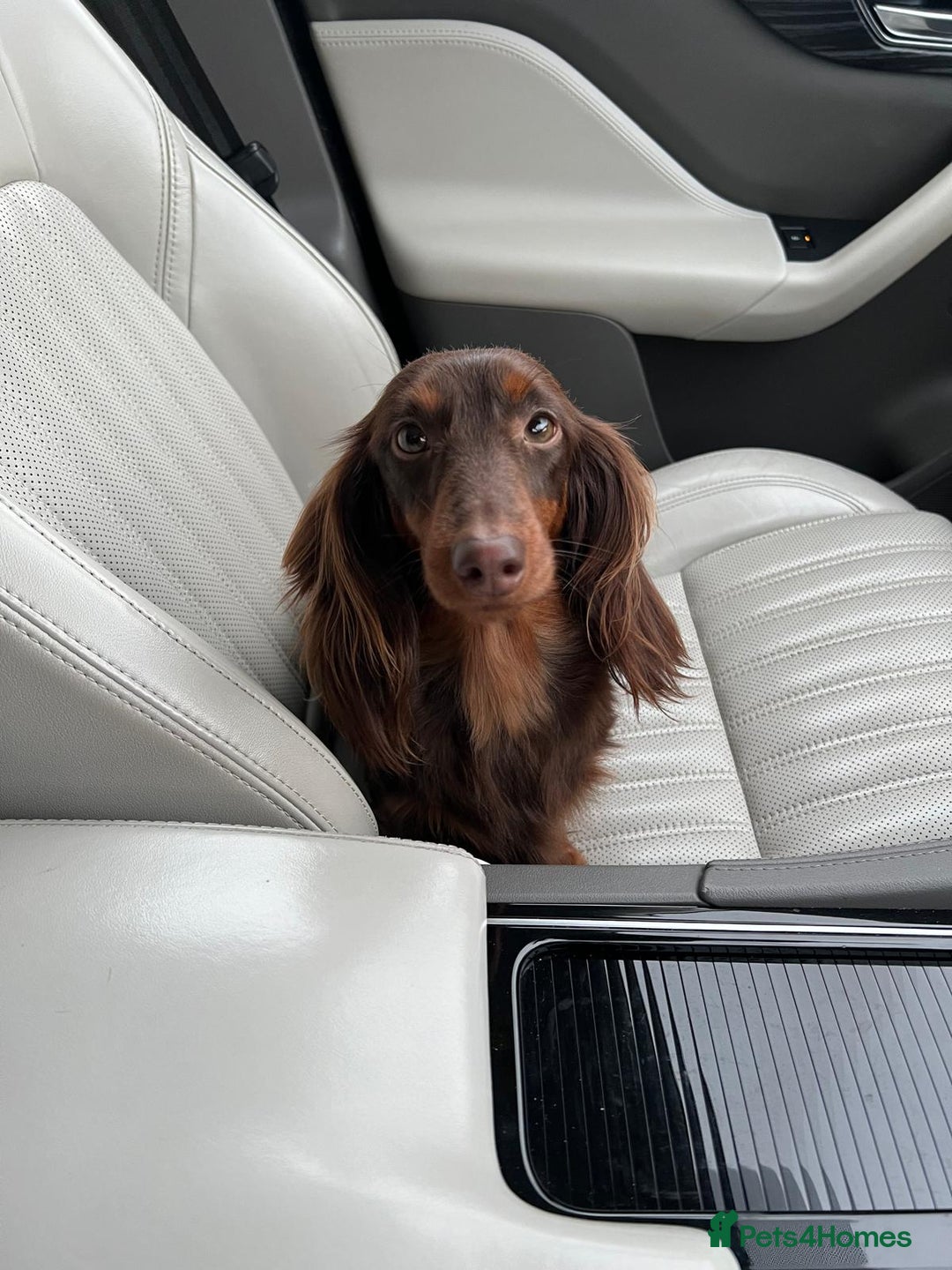 Miniature Dachshund dogs for sale: KC Long haired miniature dachshund puppies - Image 19