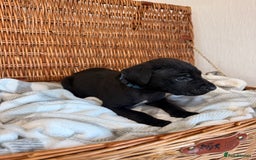 Mixed Breed dogs for sale: Came Corso X Puppies - Image 8