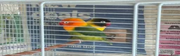 Lovebirds birds for sale: Pair of lovebirds  in Uxbridge - Advert 4
