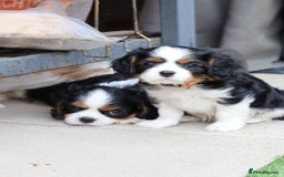 Cavalier King Charles Spaniel dogs for sale: 7 Puppies ready for reservations - Image 3