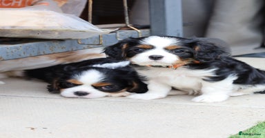 Cavalier King Charles Spaniel dogs - Advert 12