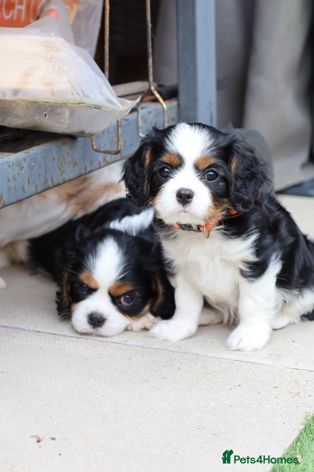 Cavalier King Charles Spaniel dogs for sale: 7 Puppies ready for reservations - Image 3