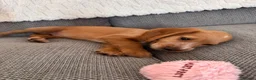 Cocker Spaniel dogs for sale: Female Cocker Spaniel - Advert 2