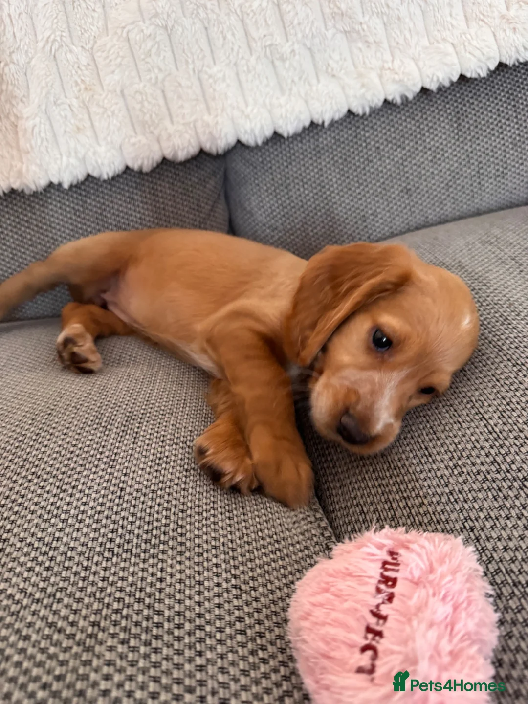 Cocker Spaniel dogs for sale: Female Cocker Spaniel - Advert 2