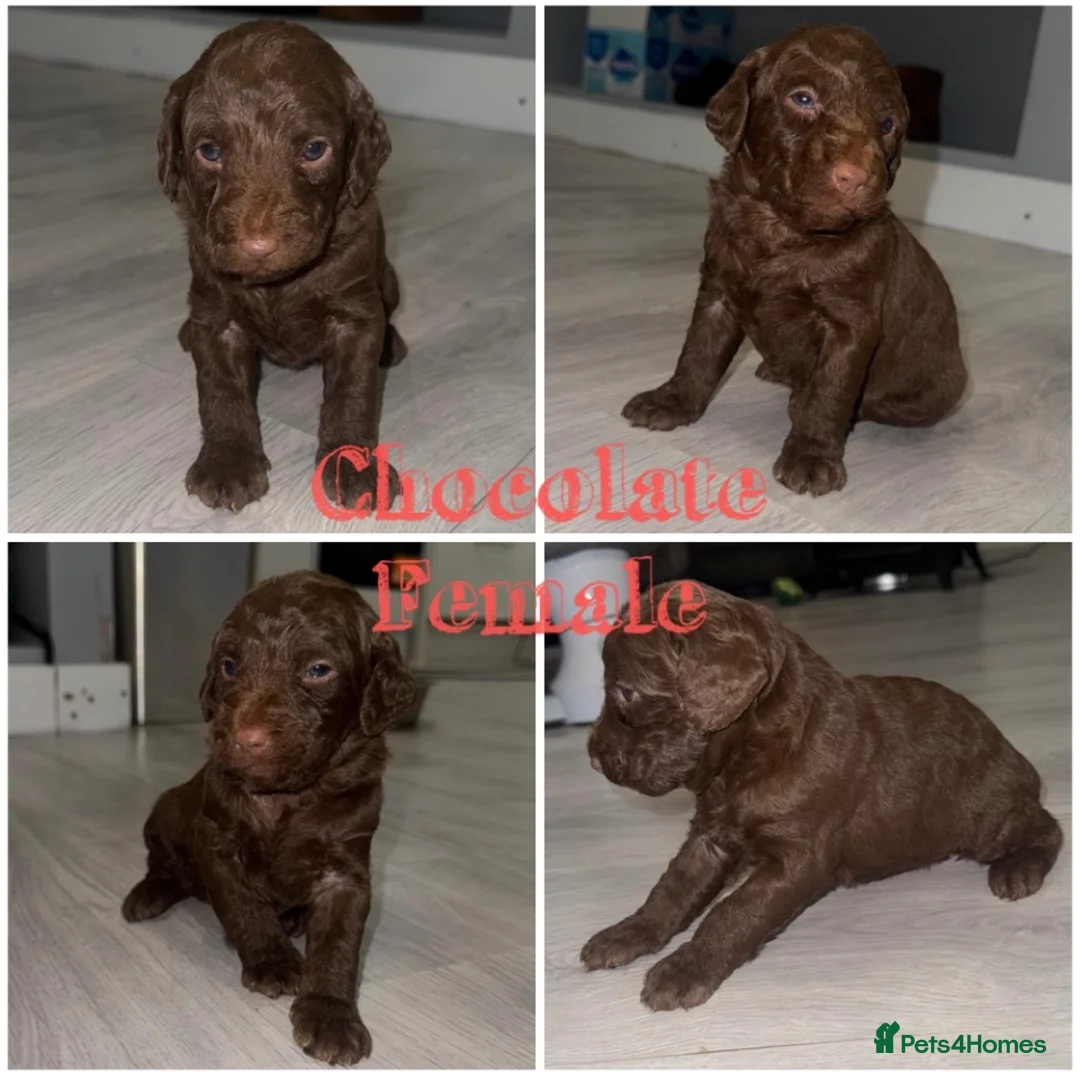 Labradoodle dogs for sale: Chocolate female labradoodle puppy - Advert 8