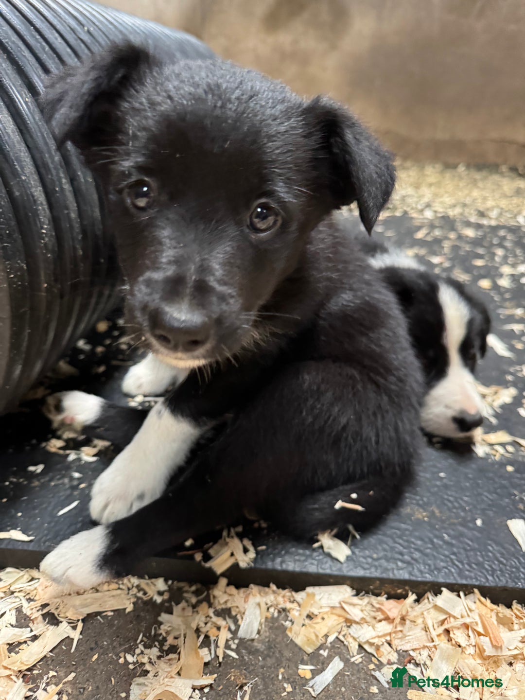 Border Collie dogs for sale: Bouncing border collies - Advert 21