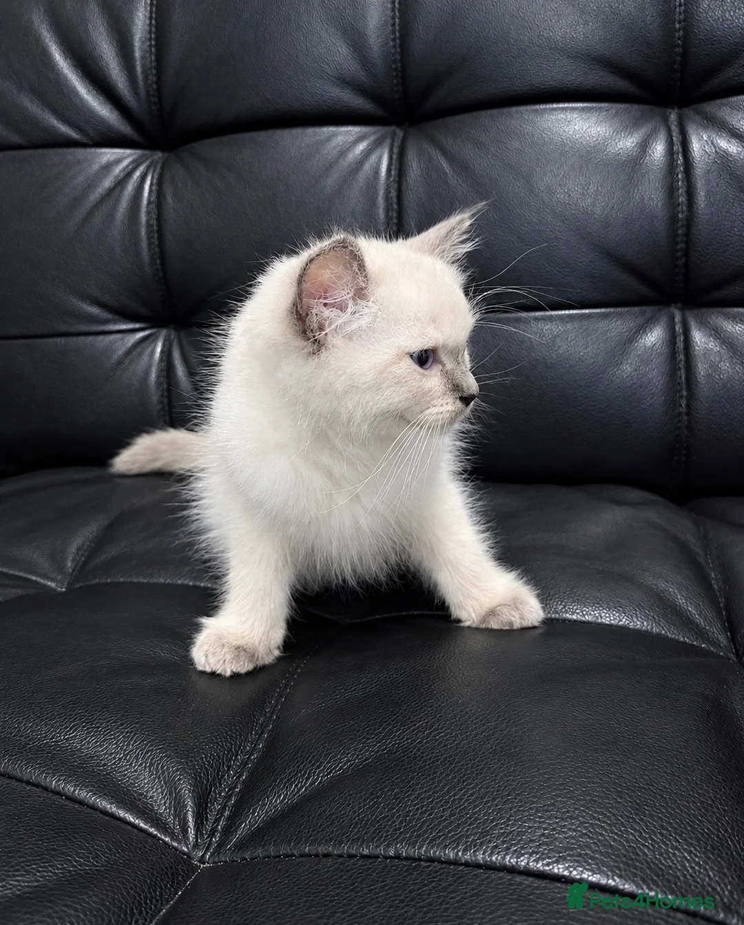 Ragdoll cats for sale: Ragdoll X domestic shorthair  - Advert 14