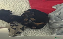 Miniature Dachshund dogs for sale: MINIATURE DACHSHUNDS  - Image 3