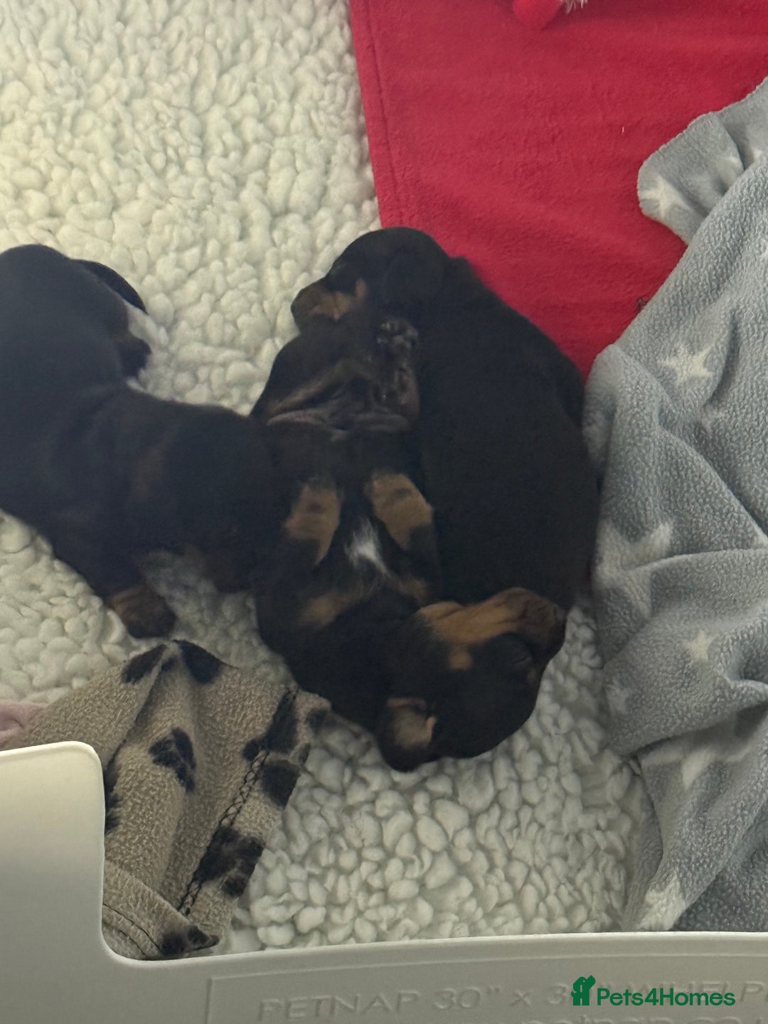 Miniature Dachshund dogs for sale: MINIATURE DACHSHUNDS  - Image 3