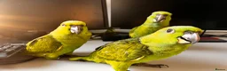 Parrots birds for sale: Yellow Nape Amazons breeding pair - Advert 8