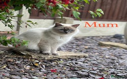 Ragdoll cats for sale: Beautiful Chunky Ragdoll Kittens For Sale - Image 17