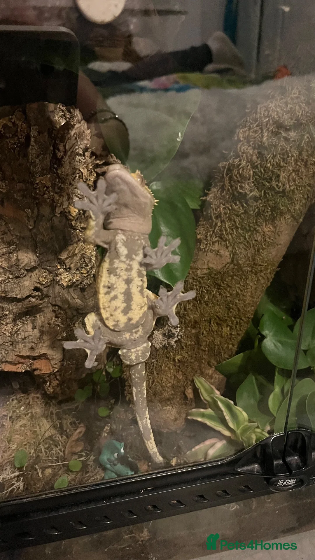 Gecko reptiles for sale: Male Tiger stripe crested gecko - Advert 8