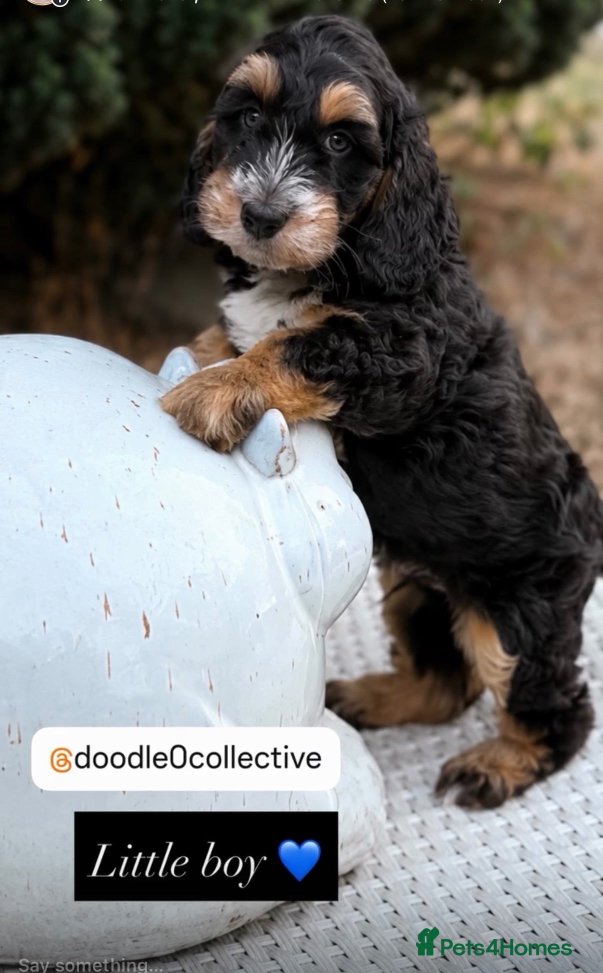 Cockapoo dogs Stunning unusual cockapoos  - Advert 1