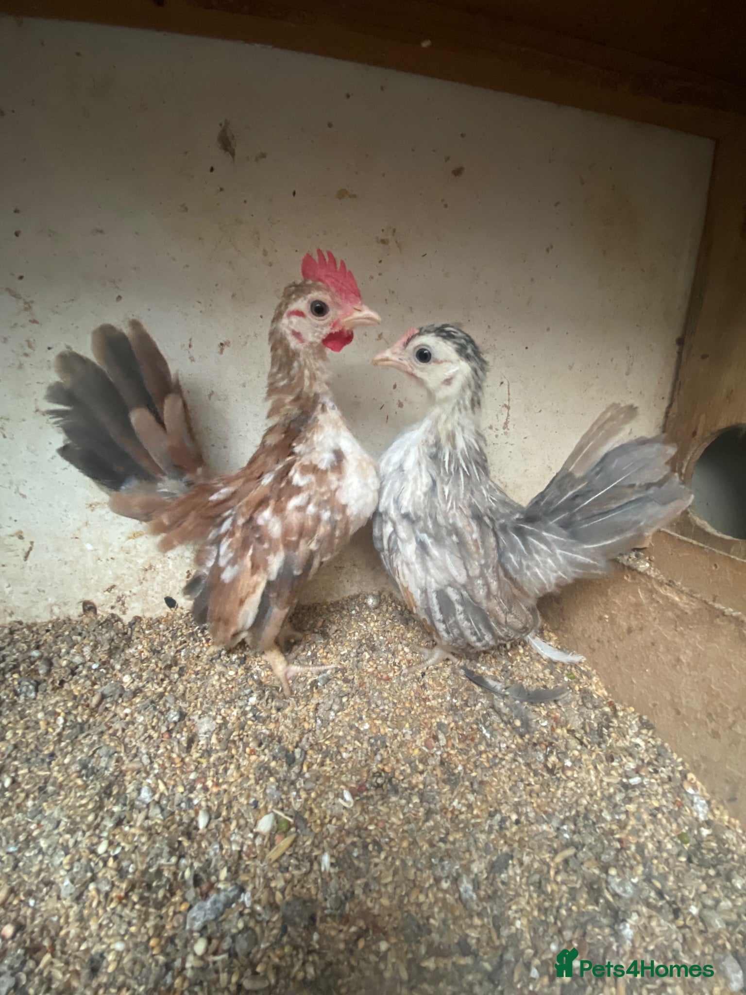 Chickens poultry Beautiful chickens, please see details for price  - Advert 19