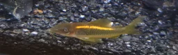 Other/Mixed Breed fish for sale: Manchester Pet's and Aquatics - Full Stock List - Advert 7
