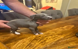 Italian Greyhound dogs for sale: Italian greyhound  - Image 2