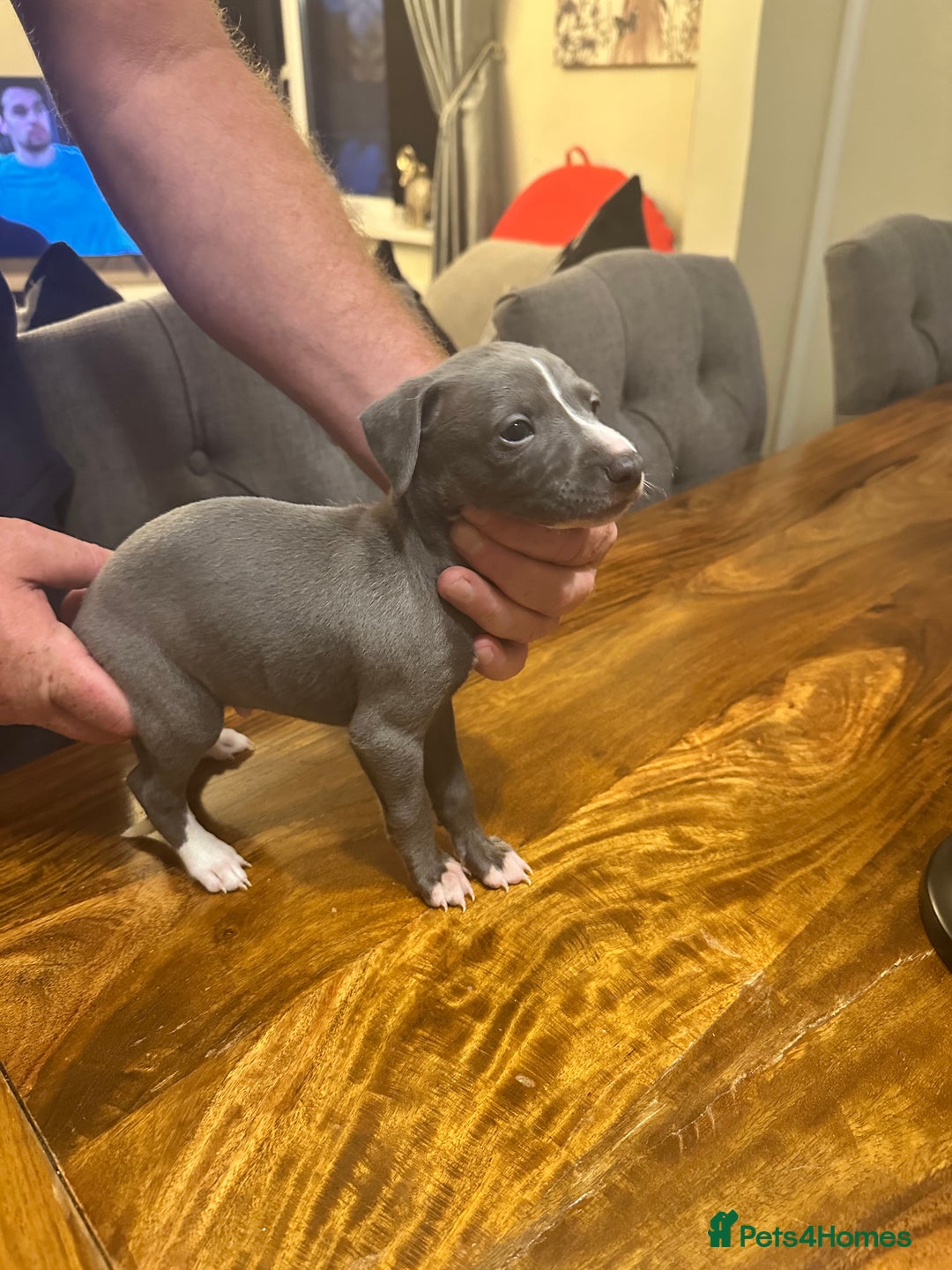Italian Greyhound dogs for sale: Italian greyhound  - Image 2