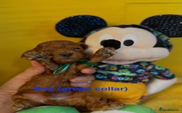 Toy Poodle dogs for sale: Stunning Deep Red Toy Poodles 🐩 Ready 16th Oct - Image 9