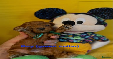 Toy Poodle dogs - Advert 16