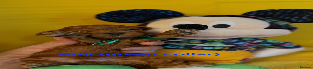 Toy Poodle Puppy 4