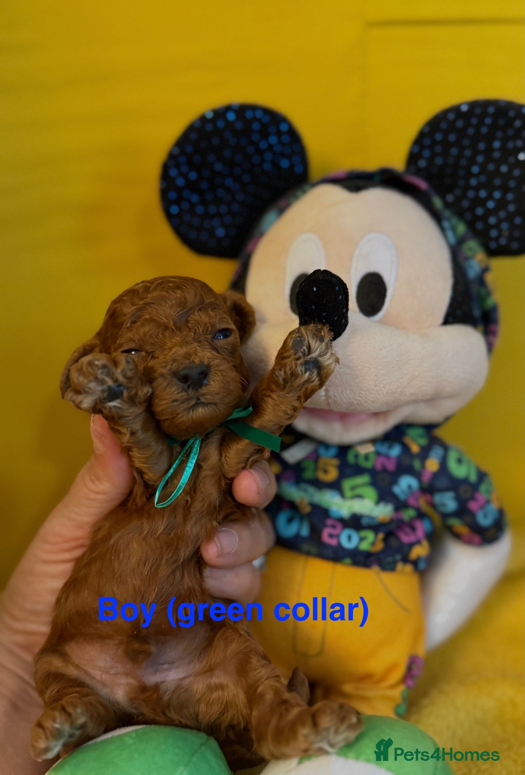 Toy Poodle dogs for sale: Stunning Deep Red Toy Poodles 🐩 Ready 16th Oct - Image 9