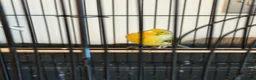 Canaries birds for sale: Beautiful canaries for sale - Advert 2