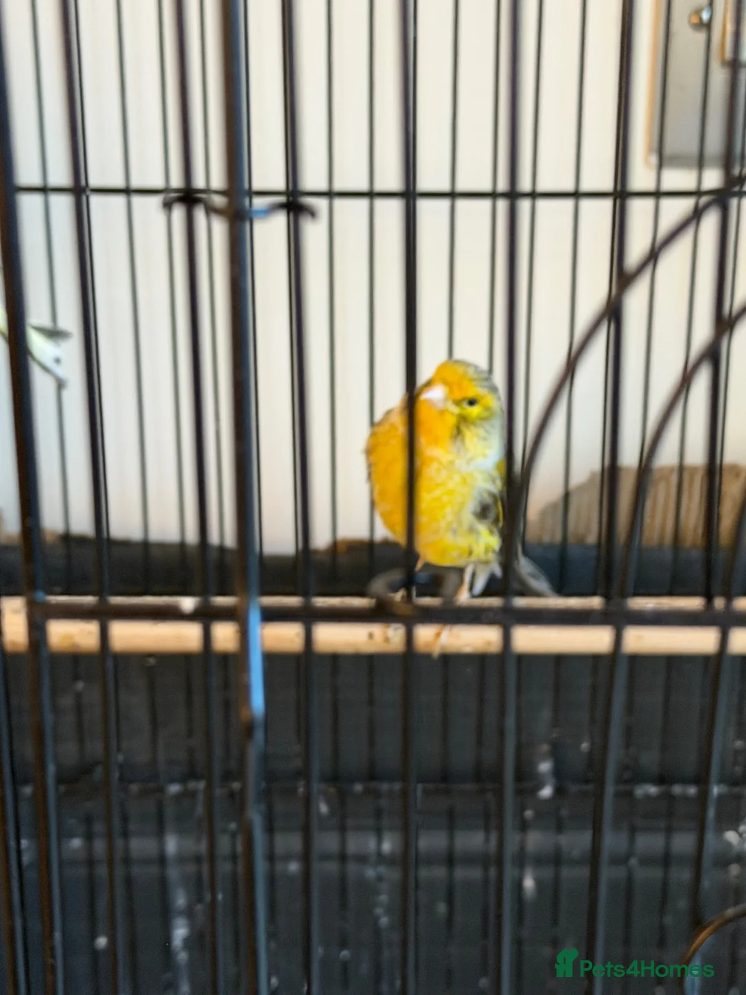 Canaries birds for sale: Beautiful canaries for sale - Advert 2