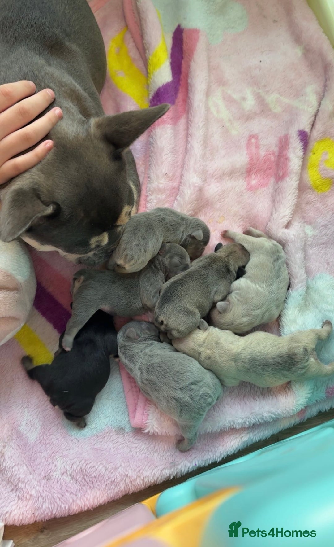 French Bulldog dogs for sale: KC REGISTERED FRENCH BULLDOG PUPPIES - Image 15