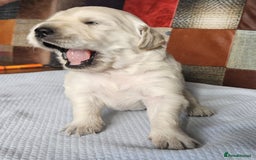 Golden Retriever dogs for sale: KC Registered Golden Retriever puppies - Image 6