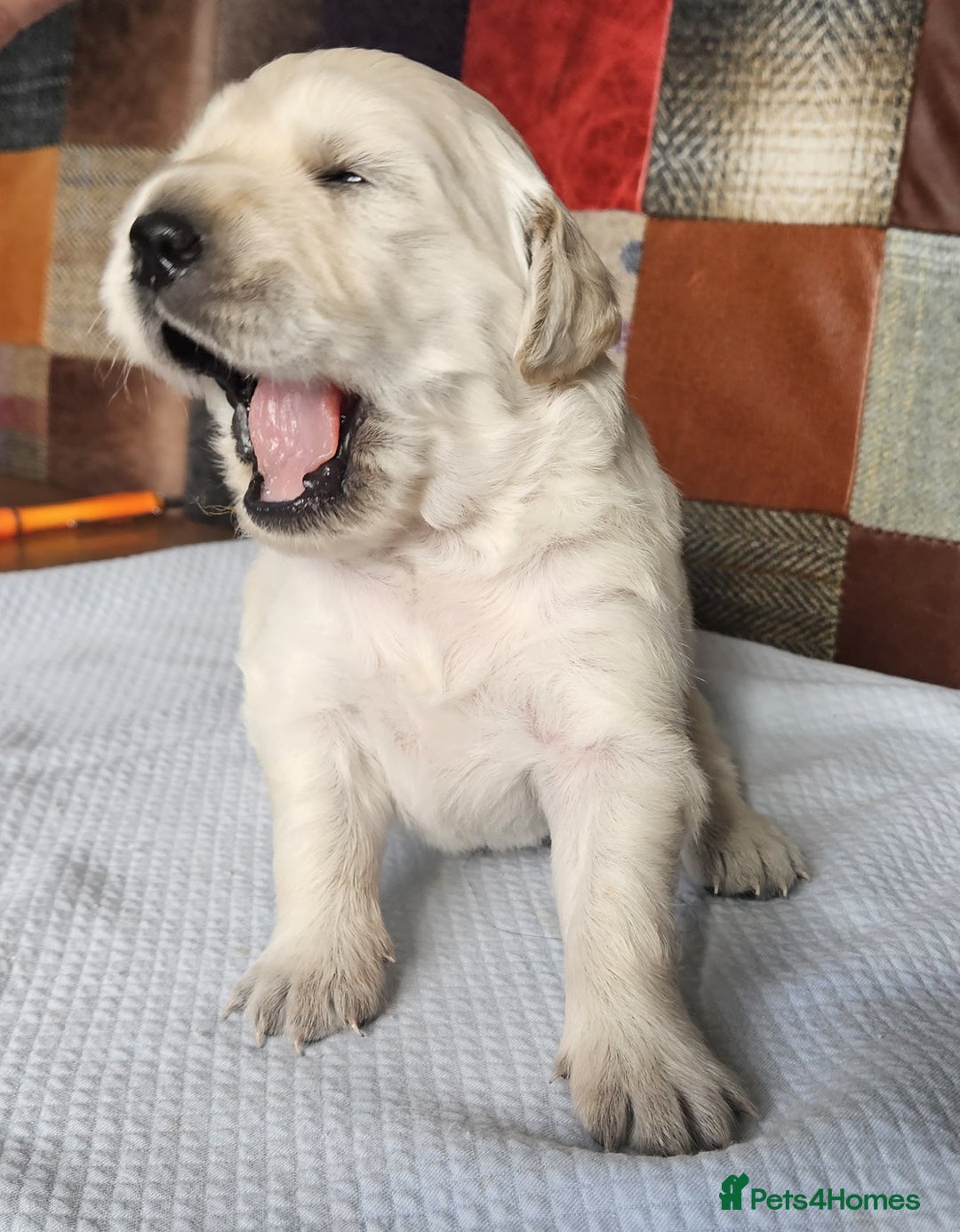 Golden Retriever dogs for sale: KC Registered Golden Retriever puppies - Image 6