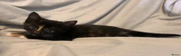 Mixed Breed cats for sale: 2 little girl kittens in Spalding - Advert 3