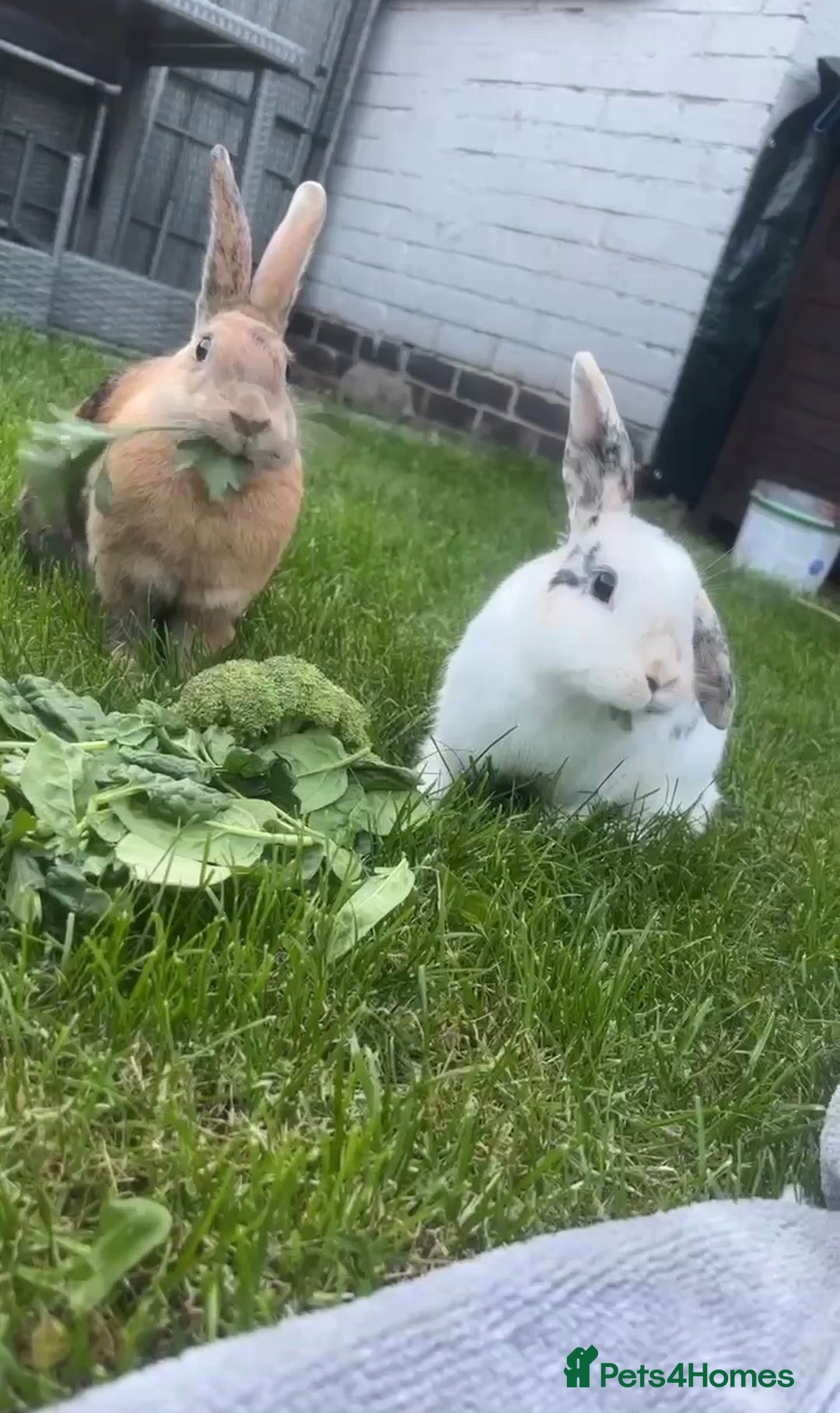 Mixed Breed rabbits for sale: 2 female rabbits  - Advert 1