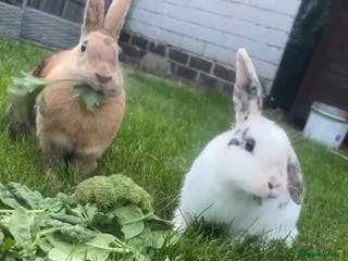 Mixed Breed rabbits 2 female rabbits - Advert 1