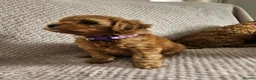 Cavapoo dogs for sale: F1b Cavapoo Puppies!!  - Advert 14
