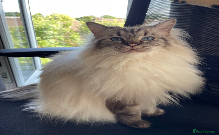 Ragdoll cats - Advert 16
