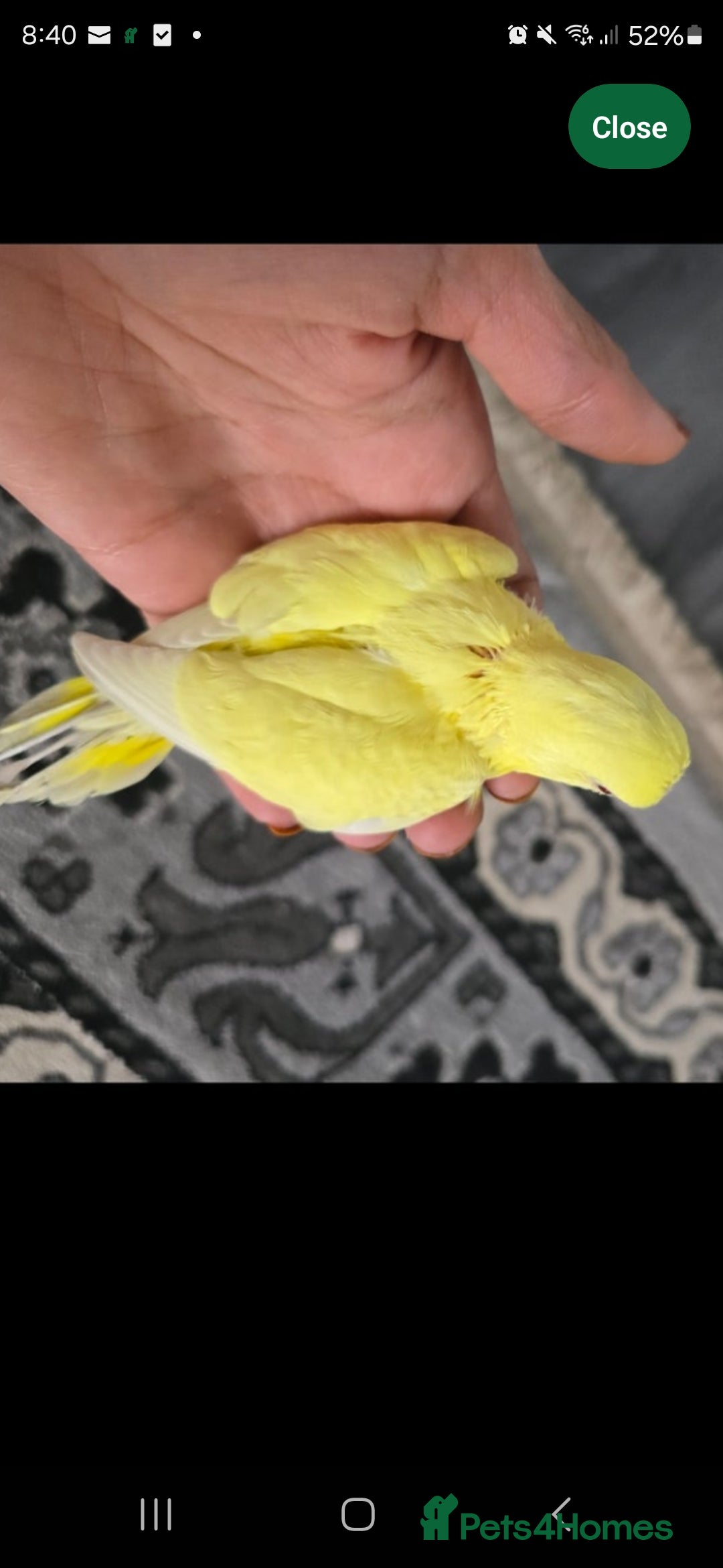 Budgerigars birds for sale: Tame baby budgies  - Image 1