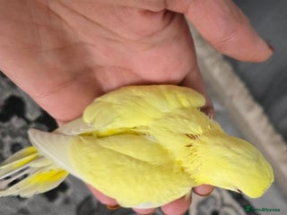 Budgerigars birds - Advert 28