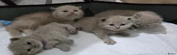 British Shorthair cats for sale: Gorgeous British Shorthair kittens - Advert 10