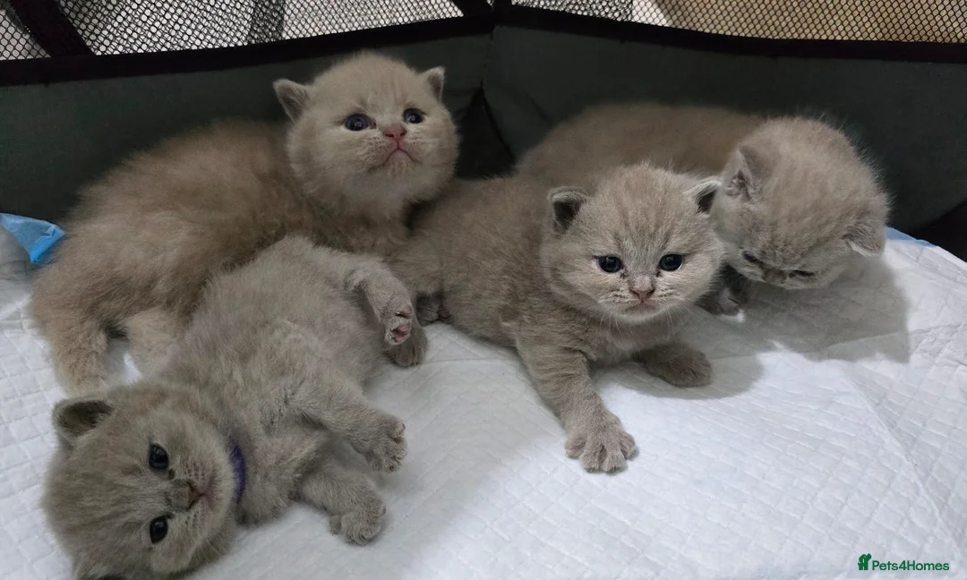 British Shorthair cats for sale: Gorgeous British Shorthair kittens - Advert 10