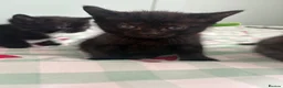 Mixed Breed cats for sale: 1 male kitten left  in Melksham - Advert 6