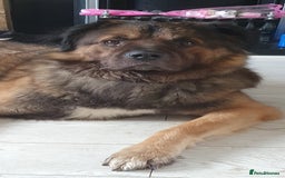 Caucasian Shepherd Dog dogs for sale: 5 year old male - Image 4