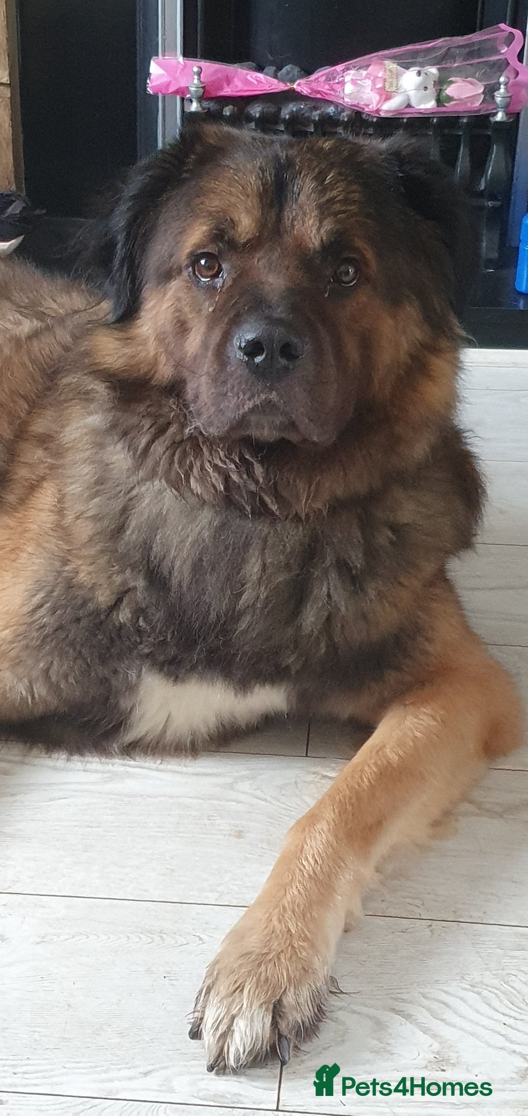 Caucasian Shepherd Dog dogs for sale: 5 year old male - Image 4