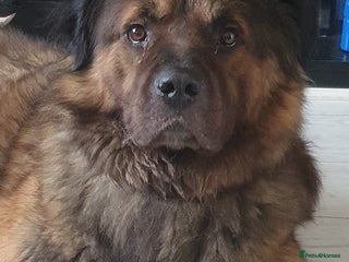 Caucasian Shepherd Dog dogs - Advert 2