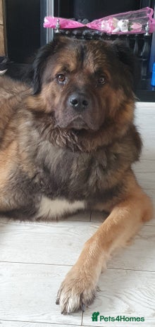 Caucasian Shepherd Dog dogs - Advert 11