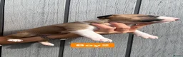 English Bull Terrier dogs for sale: KC REG English Bull Terrier puppies 🐶 - Advert 21