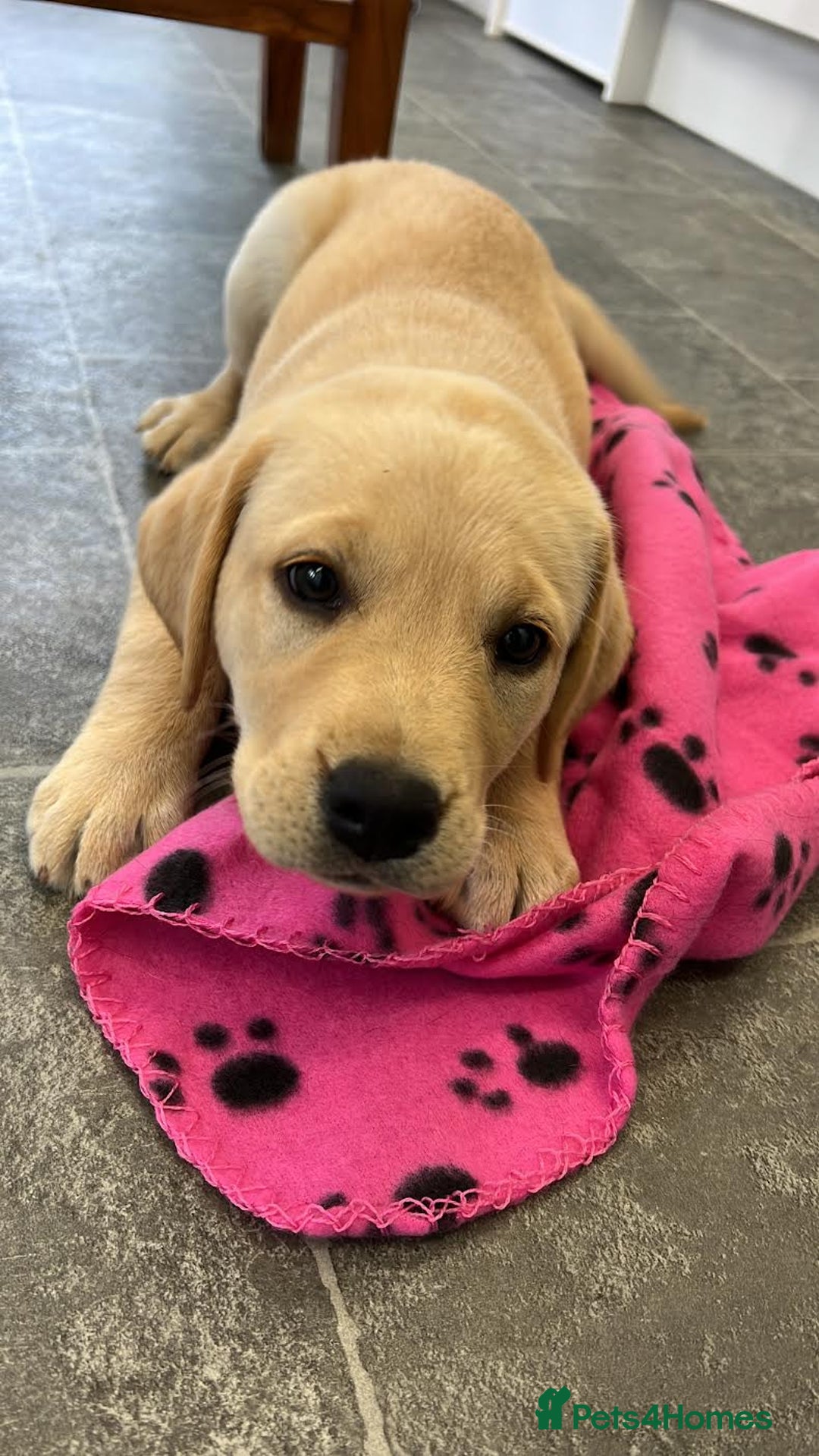 Labrador Retriever dogs for sale: Ready now from Plettenberg Labradors, KC Reg. - Image 17